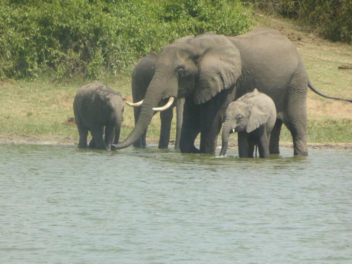 Irungu Forest Safari Lodge Katunguru Экстерьер фото